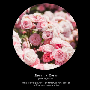 Rose de LA FRAGANCIA Rose de LA FRAGANCIA